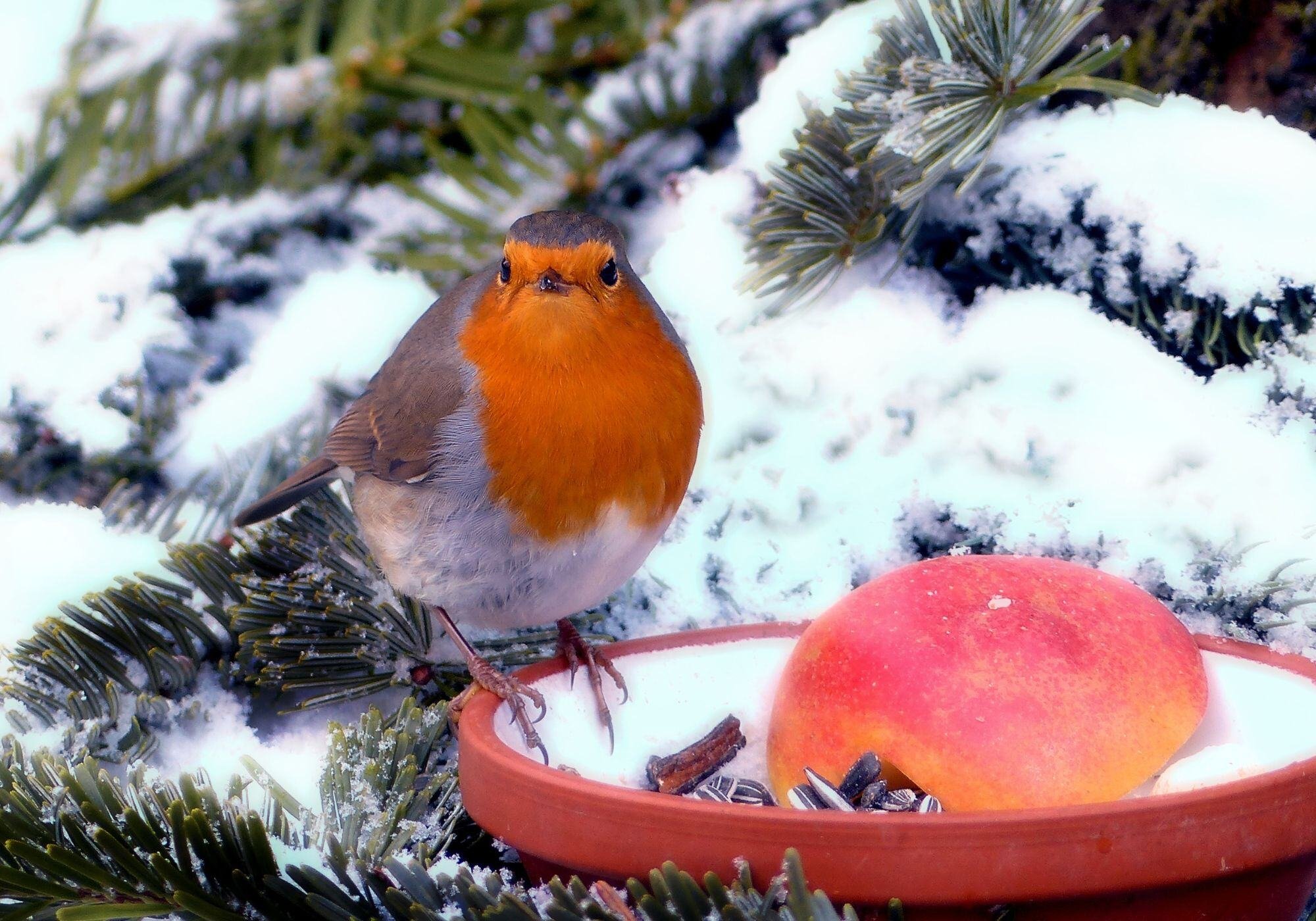 tips voor vogels in de winter