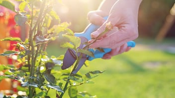 Prep your garden like a pro for this next summer!