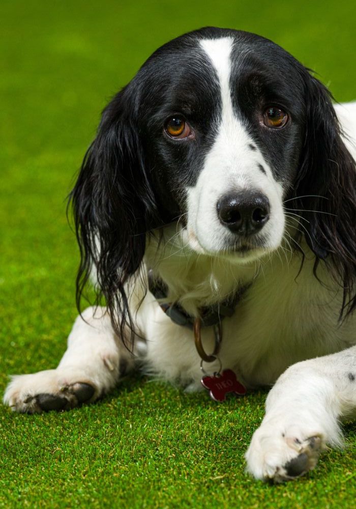 Kunstgras voor honden