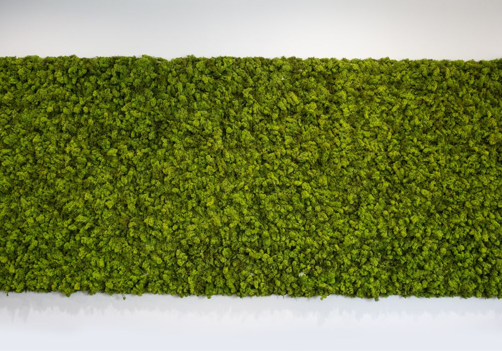 Moss wall inside