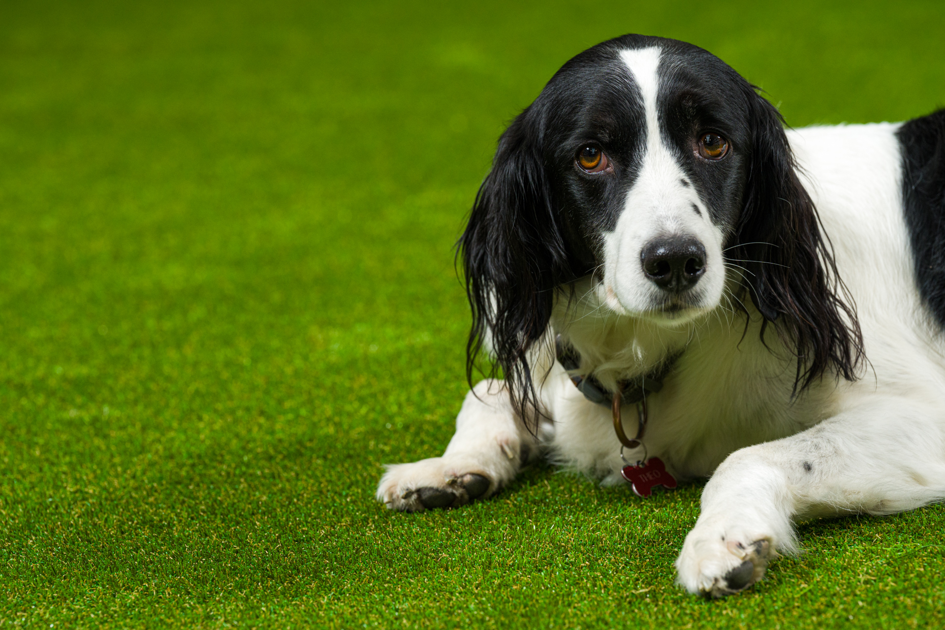 Special artificial grass for pets