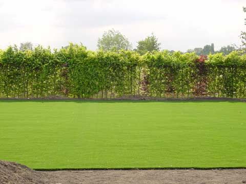 Green garden in turf