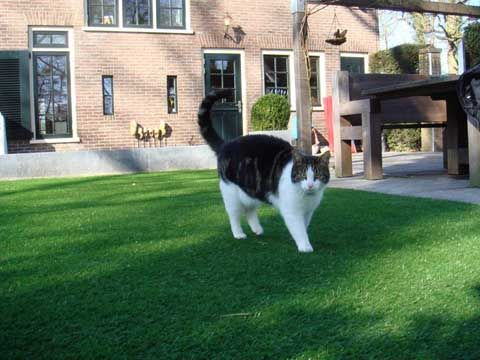 Cats love artificial turf