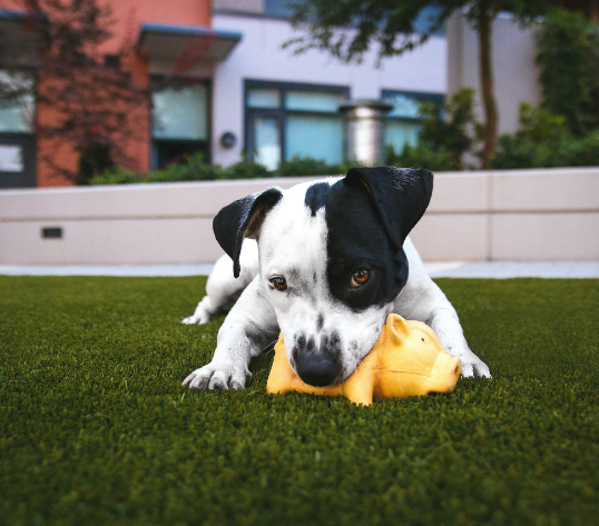 petit chien sur gazon artificiel