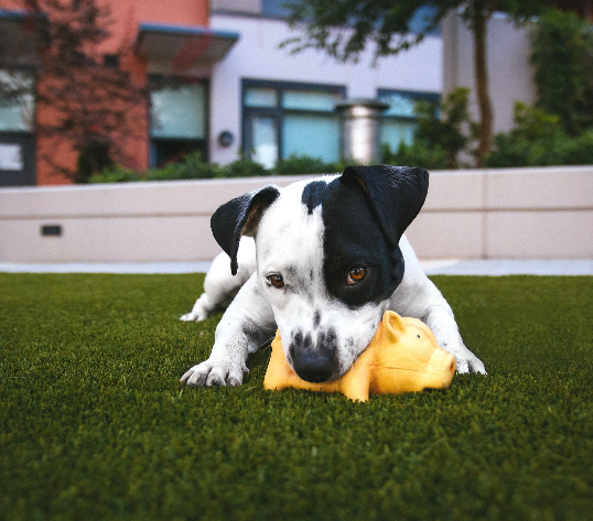 puppy sur pelouse artificielle